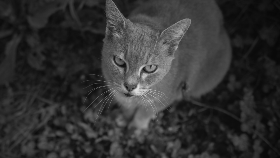 Gato gris mirando a cámara con intensidad.