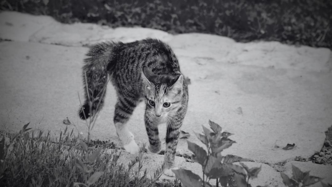 Gato volviendo a casa